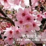 樱花价格|南京日本樱花价格|南京宜林苗圃场樱花上车价参考