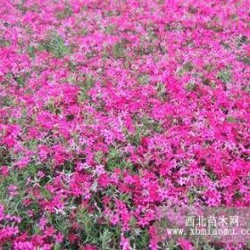 山東叢生福祿考多少錢