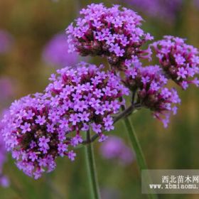 山東柳葉馬鞭草多少錢