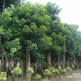 西南重阳木 ，重阳木基地