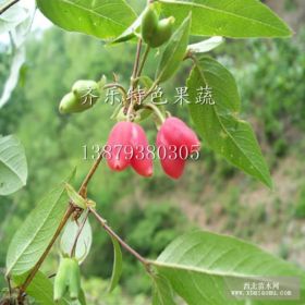 愛情回憶特色水果 相思果種苗種植報(bào)價(jià)