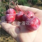 售魔力海棠苗 北美紅肉海棠 東北抗寒優(yōu)良品種紅葉海棠工程苗