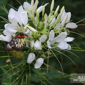 山東醉蝶花多少錢