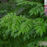 苦楝樹(shù)種子多秒錢(qián)一斤？