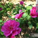 玫瑰花  價(jià)格