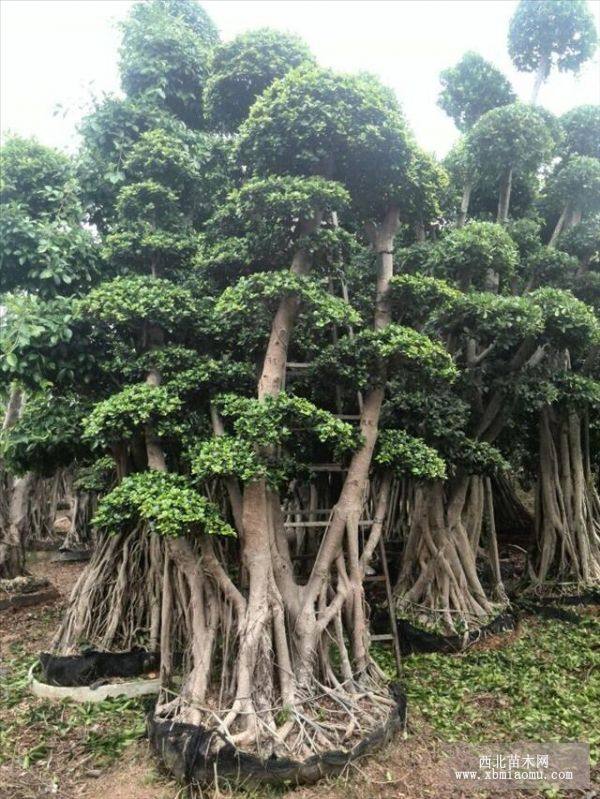 造型小葉榕盆景