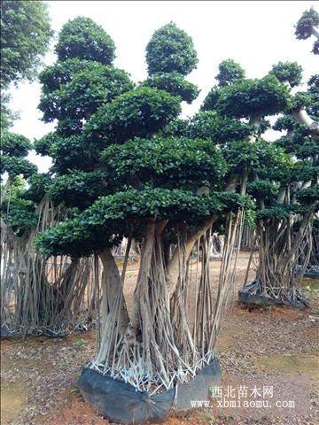 造型小葉榕盆景