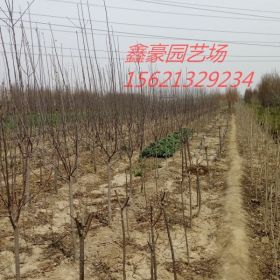 苹果苗价格 泰安苹果苗 矮化苹果苗