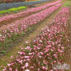 供應紅花蔥蘭