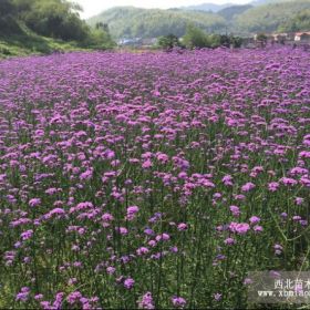 供应柳叶马鞭草