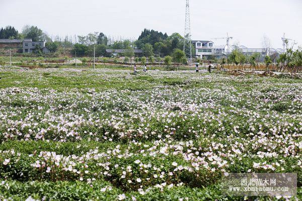 美麗月見草