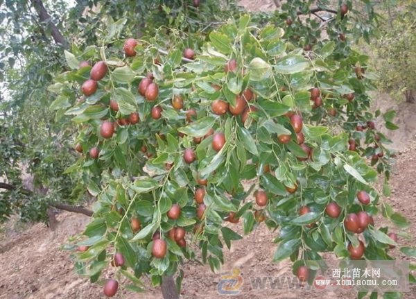 河北出售果树苗，梨树