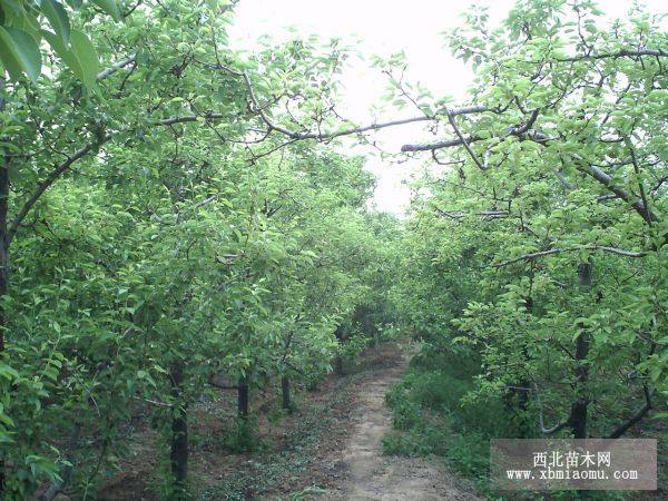 河北出售果樹苗，梨樹