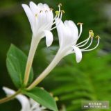 金銀花藤本植物 盆栽金銀花苗 金銀花樹(shù)苗園林綠化小區(qū)綠化