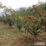 食用 花椒樹苗批發(fā) 大紅袍花椒樹苗 當年結果特價