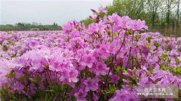 丹東越冬杜鵑