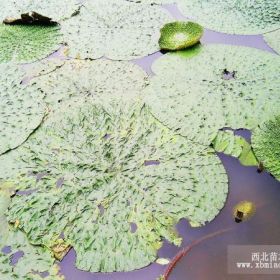 供應(yīng)芡實(shí)