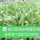 大花金鸡菊