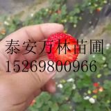 章姬草莓苗品種哪里好 章姬草莓苗價(jià)格便宜