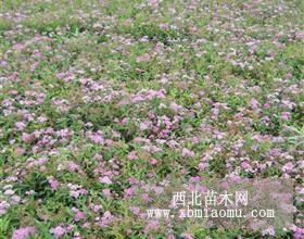 江蘇繡線菊基地