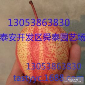 果树苗木1公分梨树苗价格2公分早酥红梨树苗基地