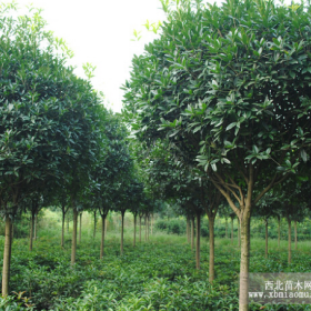 南京桂花價格|桂花樹價格|大桂花樹價格