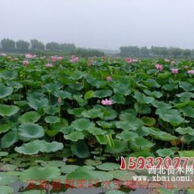 河北荷花苗选购批发就到荷美轩水生植物基地