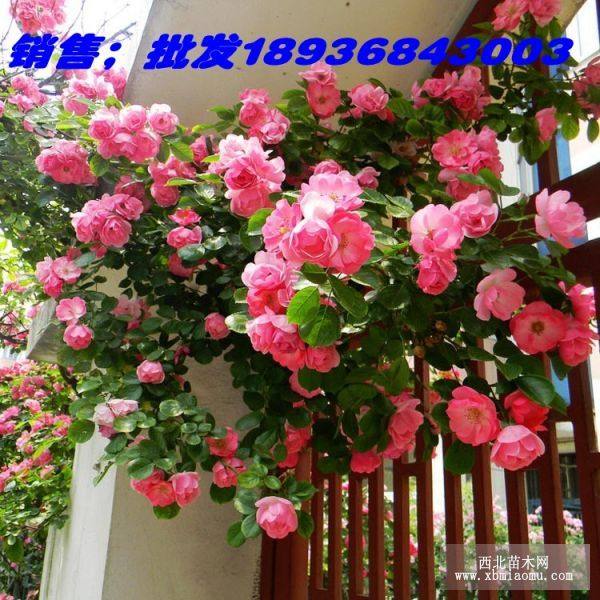 最新優(yōu)質(zhì)薔薇價(jià)格