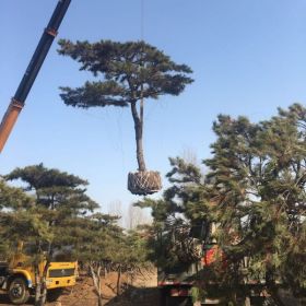 造型松、造型黑松、造型油松