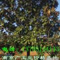 廣玉蘭|大小廣玉蘭價格|南京廣玉蘭種植園林