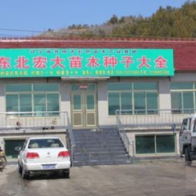 宏大苗圃供应高接地接金叶榆，高接金叶糖槭，