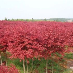 丹東日本紅楓，遼寧日本紅楓