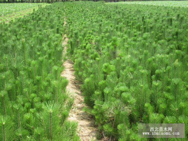 油松 白皮松 華山松