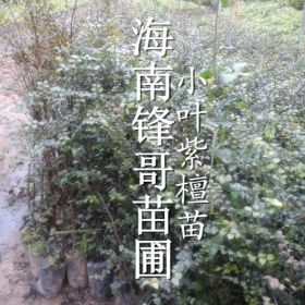 供應(yīng)大量小葉紫檀苗又名黑檀苗海南鋒哥苗圃