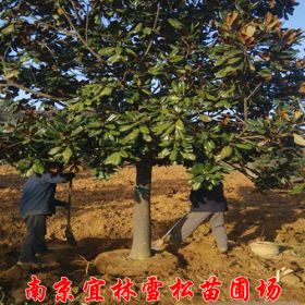 广玉兰价格|广玉兰工地用苗|南京广玉兰的种植方法