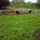 扶芳藤床苗多少錢(qián)  扶芳藤牙苗基地出售