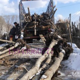 供应五角枫  蒙古栎   槺椴  紫椴  暴马丁香   白桦