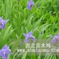 平枝荀子,薔薇 ,鳶尾,春蘭,月季,玉簪