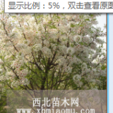 專業(yè)種植文冠果，西安20畝地文冠果