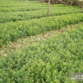 供应东北红豆杉苗、东北红豆格价格、东北红豆杉基地