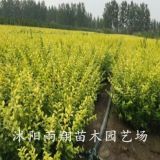 山东金叶女贞价格工程苗35/60公分高