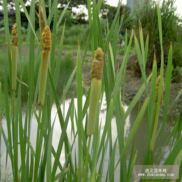 香蒲水生綠化植物