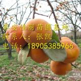 甜柿子樹苗