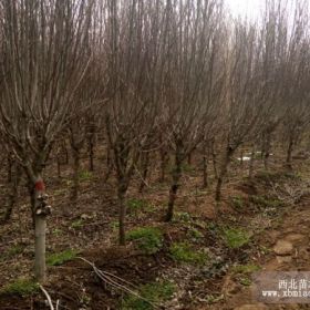 木類：紫荊、紫薇、連翹、迎春、黃馨、木槿、江南槐、櫻花