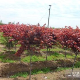 供应红枫，美国红枫，日本红枫，嫁接红枫 籽播红枫苗