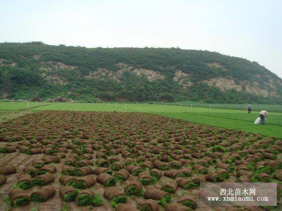 辽宁铁岭草坪