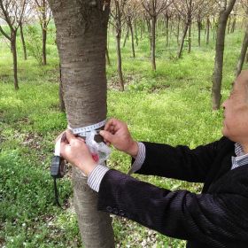 櫻花離地30公分樹徑