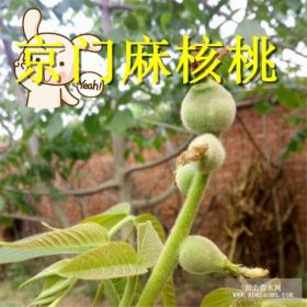 文玩核桃青皮批發(fā)，獅子頭，公子冒，虎頭青皮及麻核桃樹苗