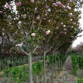 供应樱花、北海道黄杨、玉兰等绿化苗木