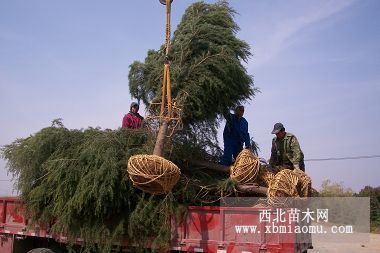 安徽**雪松价格 滁州**雪松价格 **树形雪松价格